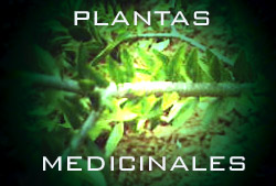 Resultado de imagen para imagen de las plantas medicinales ancestrales